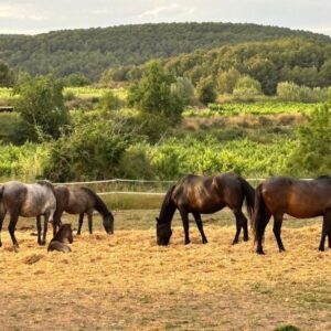 Caballos pastando en un entorno natural rodeado de viñedos y bosque en el Penedès.