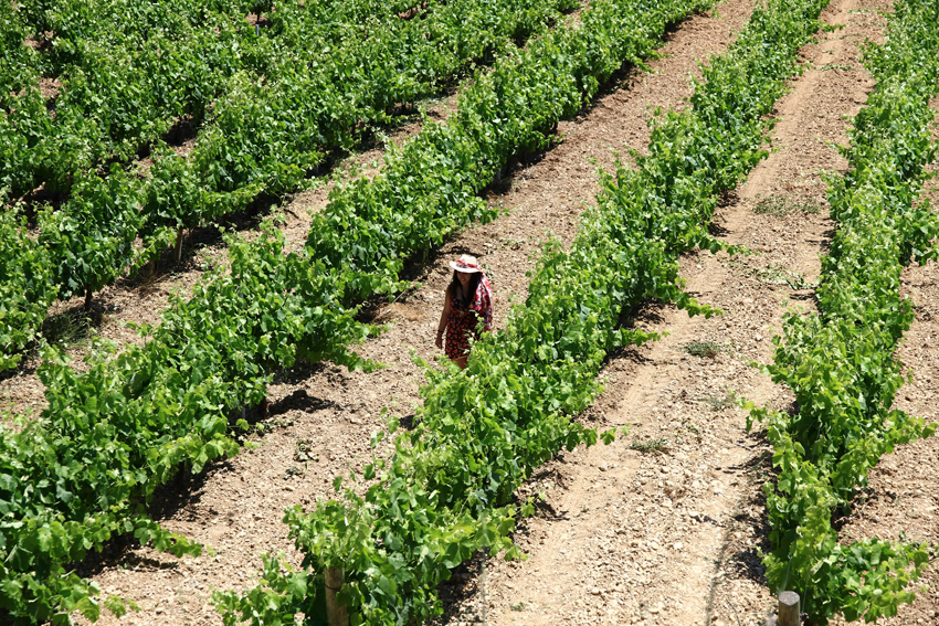 Vendimia y viñedos de Bodega Miquel Jané en el Penedès