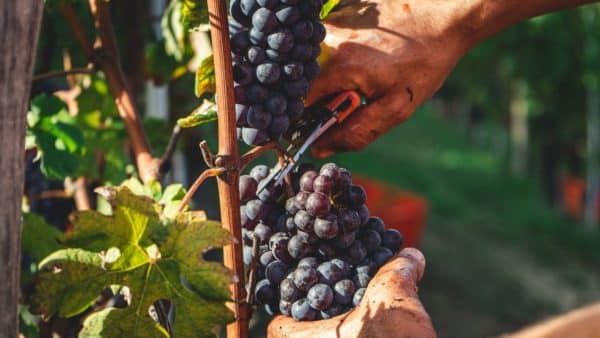 Uvas antes de la vendimia