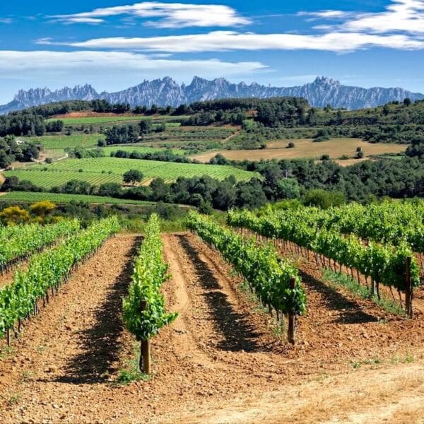 Viñedos ecológicos en el Penedès cerca de Barcelona